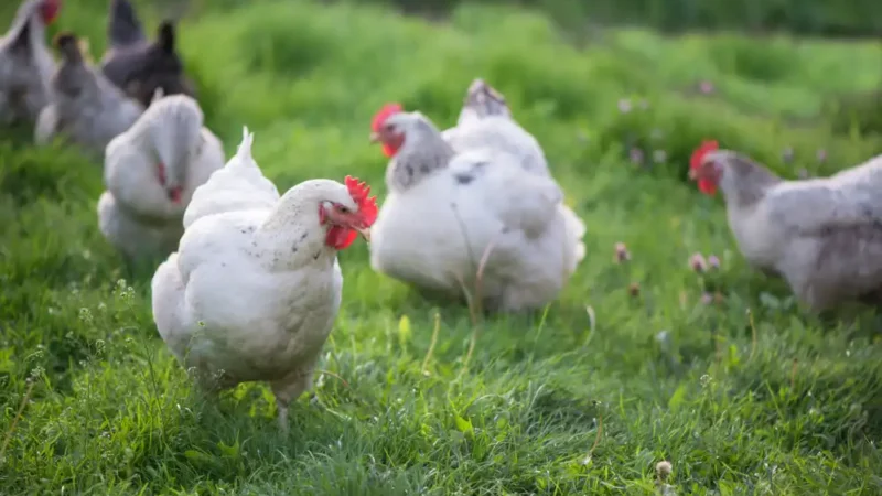 How ChikenAid Developing Sustainable and Ethical Poultry Farming?