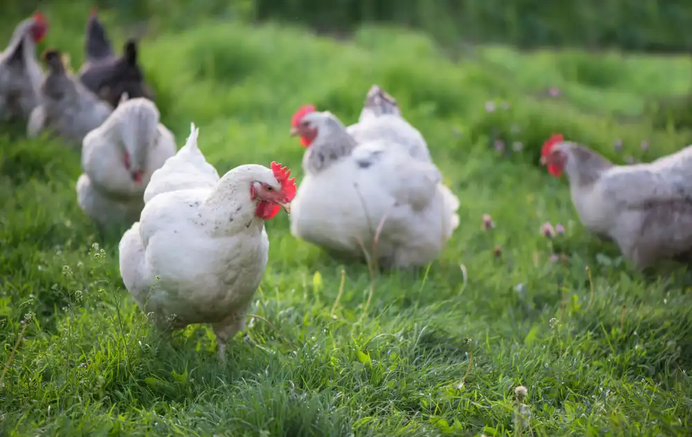 How ChikenAid Developing Sustainable and Ethical Poultry Farming?